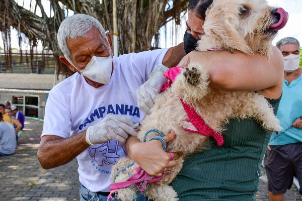 Recife e Olinda promovem vacinação antirrábica para cães e gatos neste  sábado (11) - Folha Pet - Folha PE
