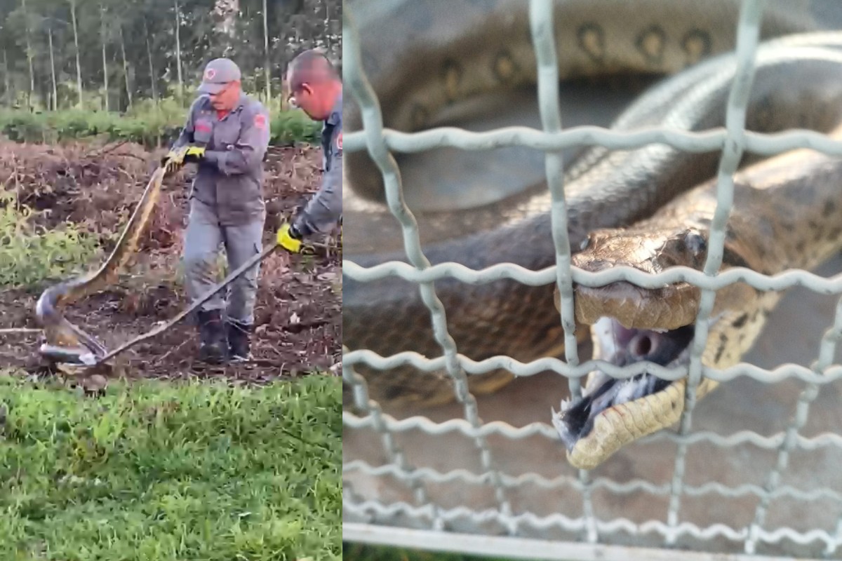 VÍDEO: sucuri-verde de quase 4 metros é capturada em propriedade rural no interior de SP