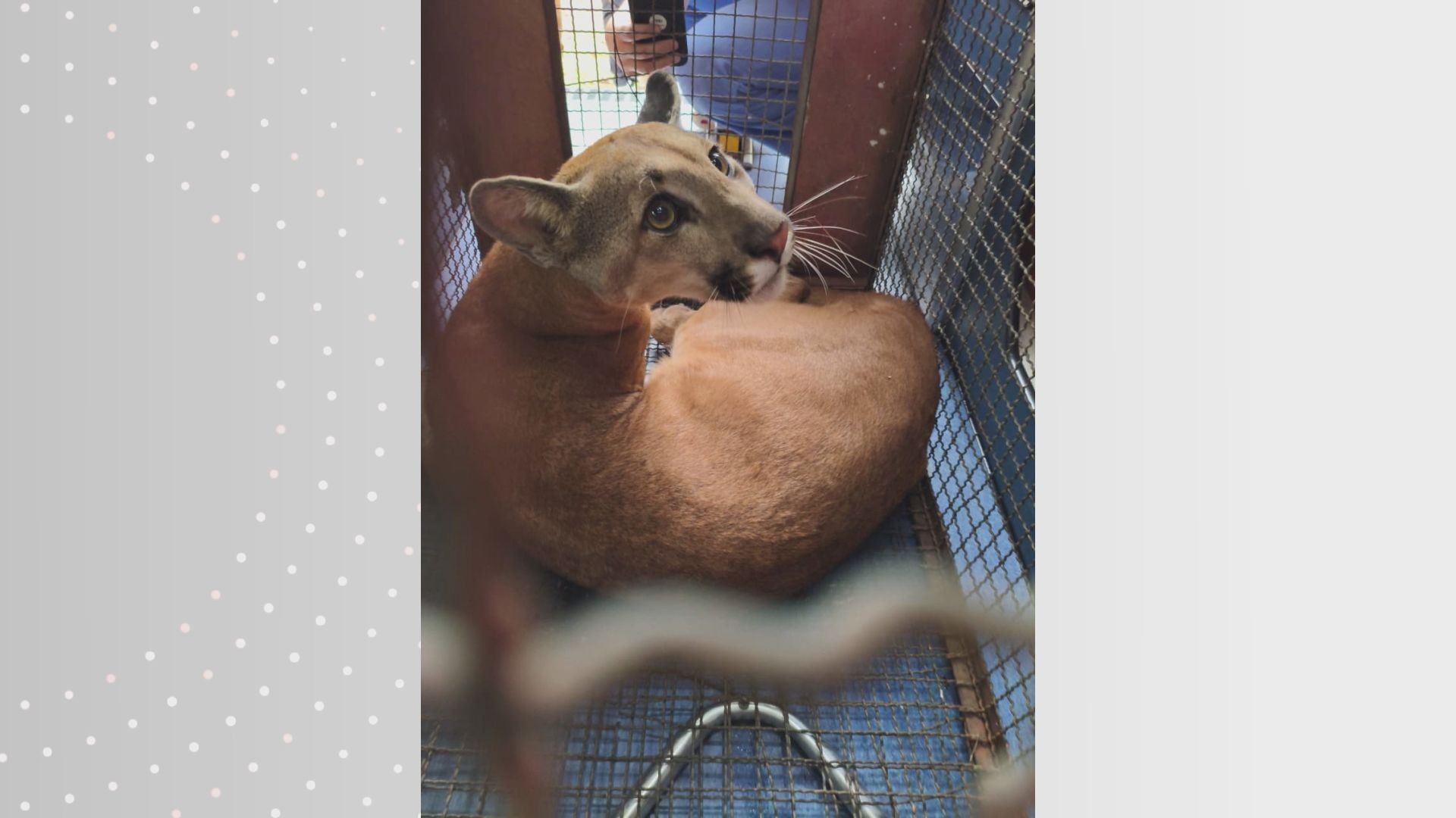 Onça-parda é resgatada dentro de quarto em chácara no interior de SP