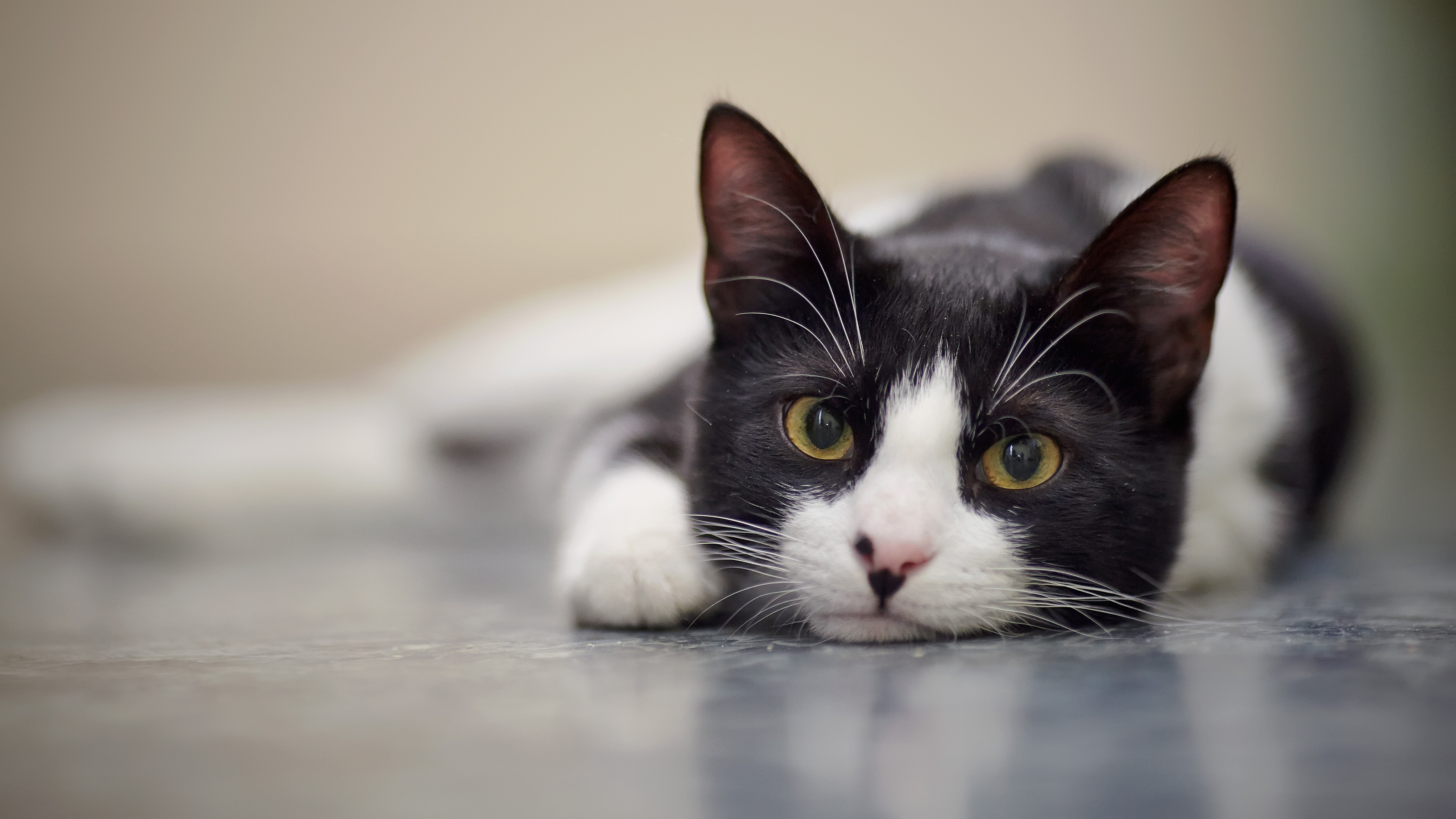 Adolescentes são condenados à prisão  por torturar e matar gatos no Reino Unido