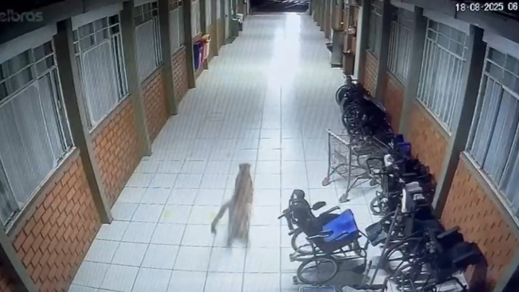Onça-parda aparece em escola da Apae e mobiliza buscas do Corpo de Bombeiros em Cascavel