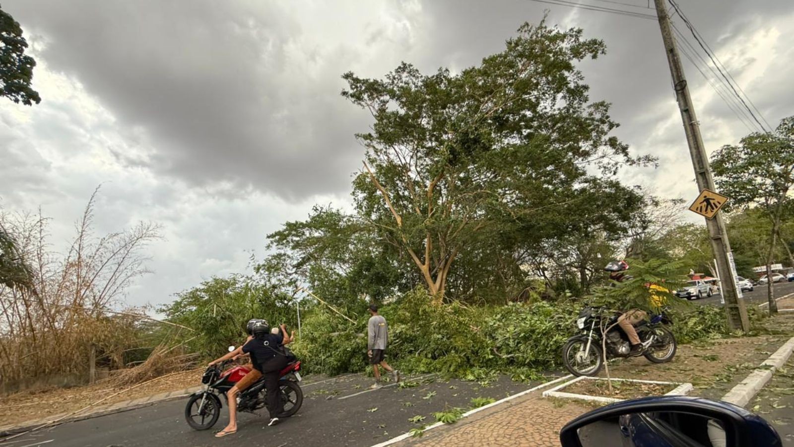 Árvore de grande porte cai e interdita avenida após rajadas de vento de quase 60km/h em Teresina