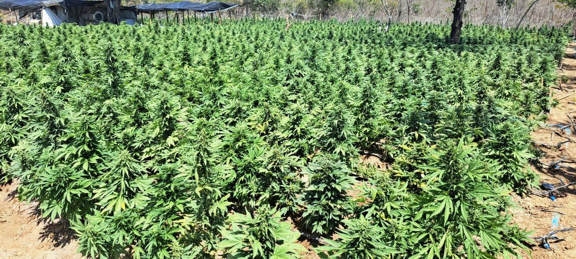 Laboratório de maconha é desarticulado na Bahia; local tinha sistema de irrigação e funcionava como indústria