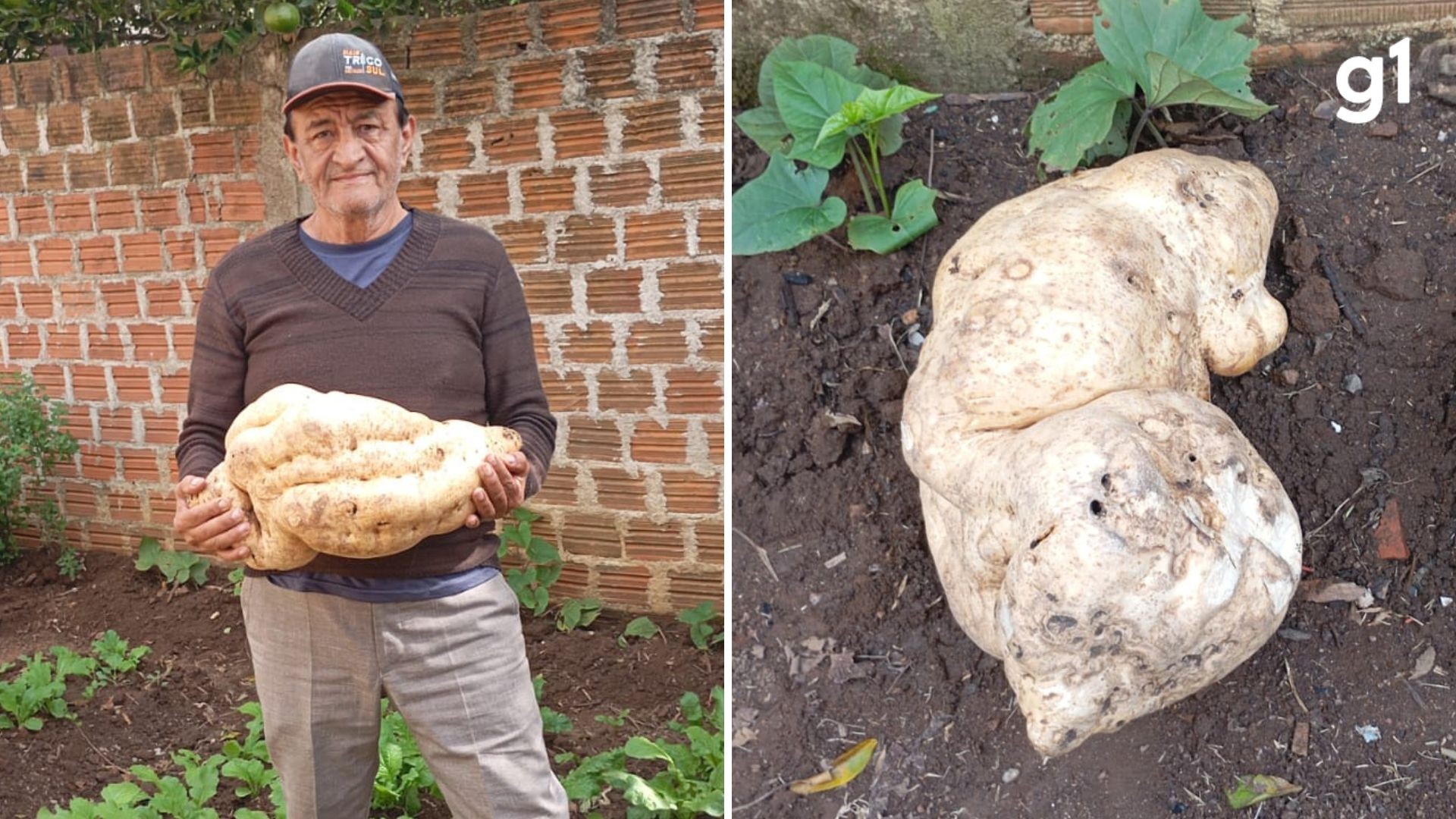 VÍDEO: Batata-doce gigante de 20kg é colhida em horta caseira no RS e impressiona até vizinhos: 'nunca tinham visto'