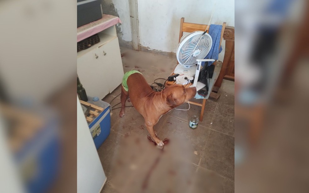 Pitbull salva idoso de ser agredido pelo filho em São José do Rio Preto (SP) — Foto: Arquivo pessoal