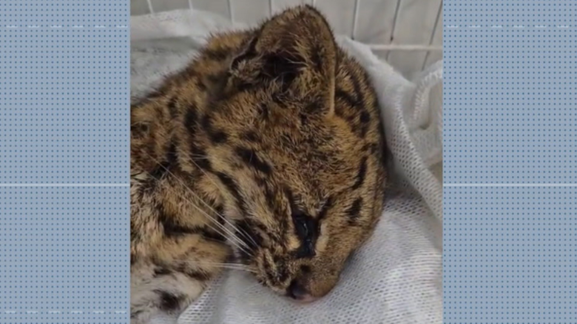 Gato-do-mato é resgatado em terreno em Mogi das Cruzes