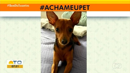 Tutores pedem ajuda para encontrar cachorros que desapareceram na capital