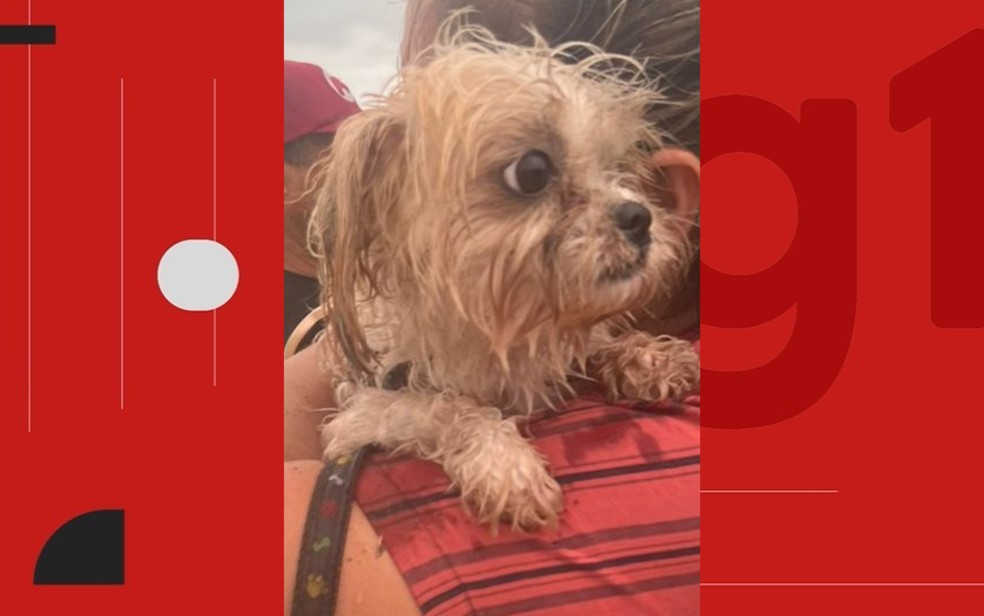 Cachorro foi encontrado ao lado dos corpos das mulheres em Ilhéus — Foto: Redes sociais