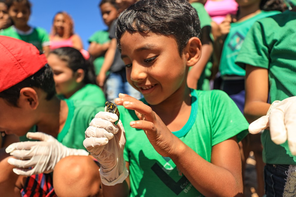 Crianças participaram da soltura de filhotes de quelônios em ilha de Belém — Foto: Joyce Ferreira/Prefeitura de Belém 