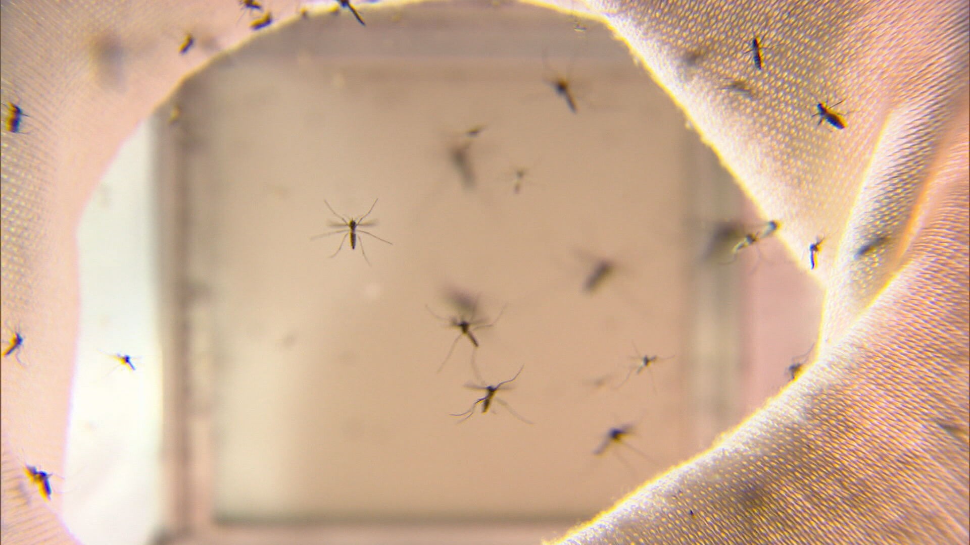 Por que Minas se tornou o estado com maior número de casos registrados de dengue no país? 