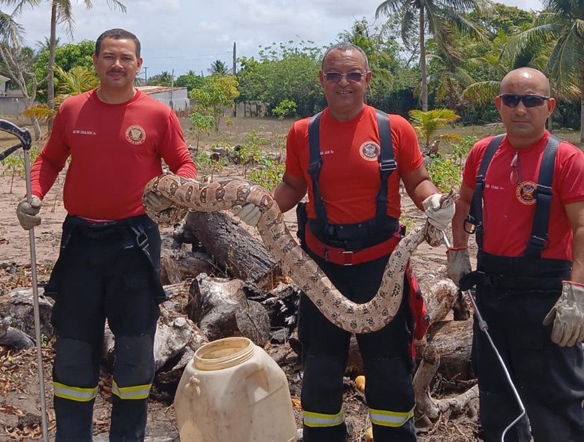 Jiboia com cerca de 3 metros é capturada por bombeiros em granja na Grande Natal