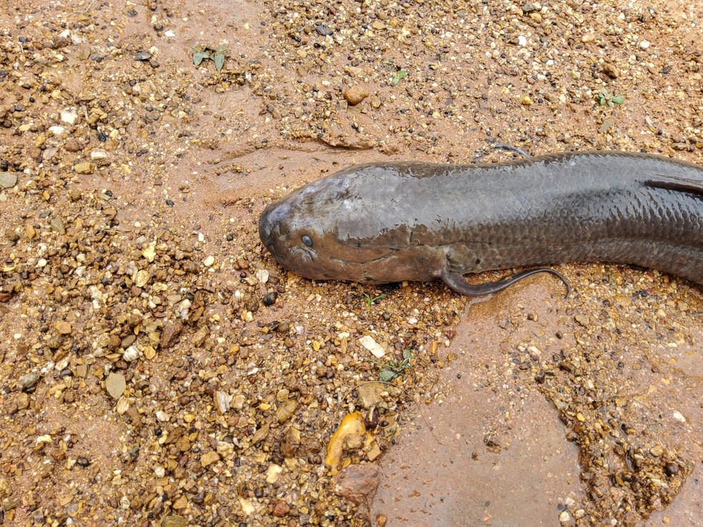 Peixe pulmonado africano (Protopterus annectens) habita pases da frica ocidental e central  Foto: Amadou Bahleman Farid/iNaturalist