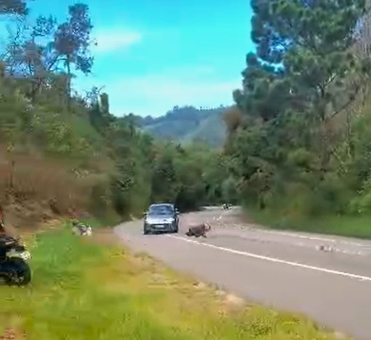 VÍDEO: motociclista morre ao cair, invadir pista contrária e bater em carro em rodovia de SP 