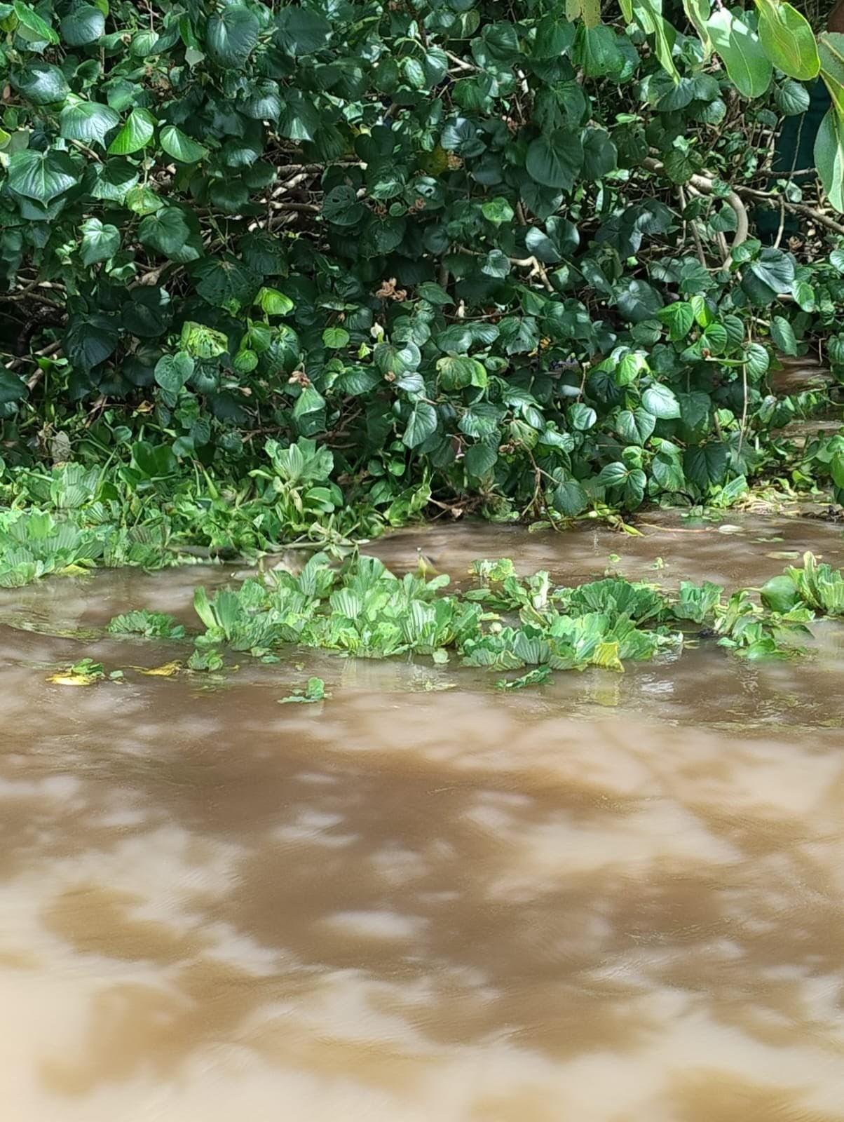 Pescador desaparecido é achado morto na Lagoa Mundaú, em AL