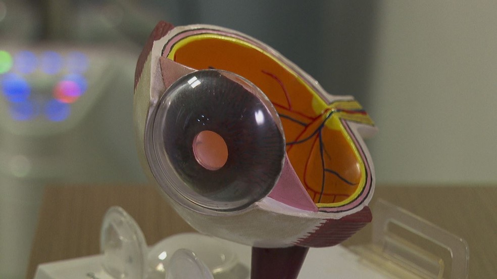 Réplica da estrutura do olho humano — Foto: Aurélio Sal/EPTV