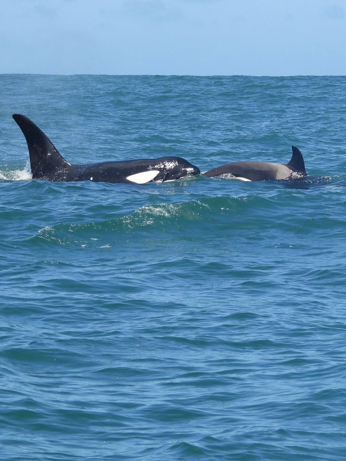 Vídeo flagra grupo de sete orcas em Ilhabela, no Litoral Norte de SP: 'Privilégio'