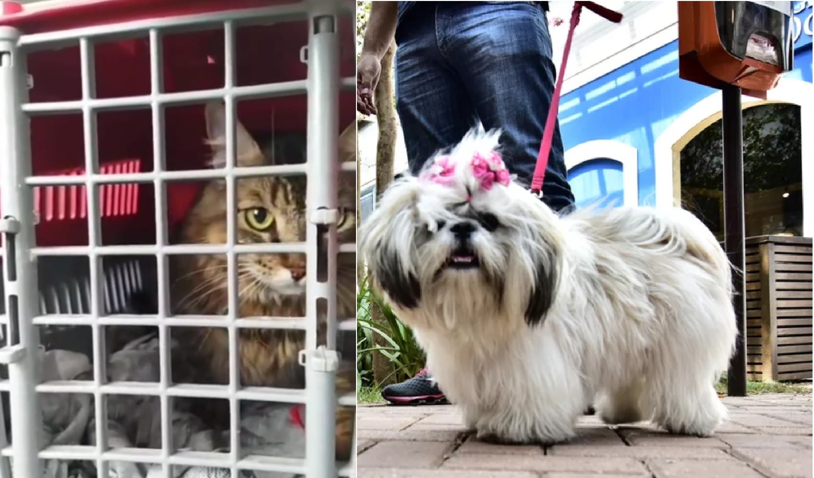 Prefeitura promove consultas, vacinação e castração de cães e gatos em dois bairros de Fortaleza