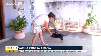 Vacinação contra a raiva em cães e gatos evita a transmissão para humanos