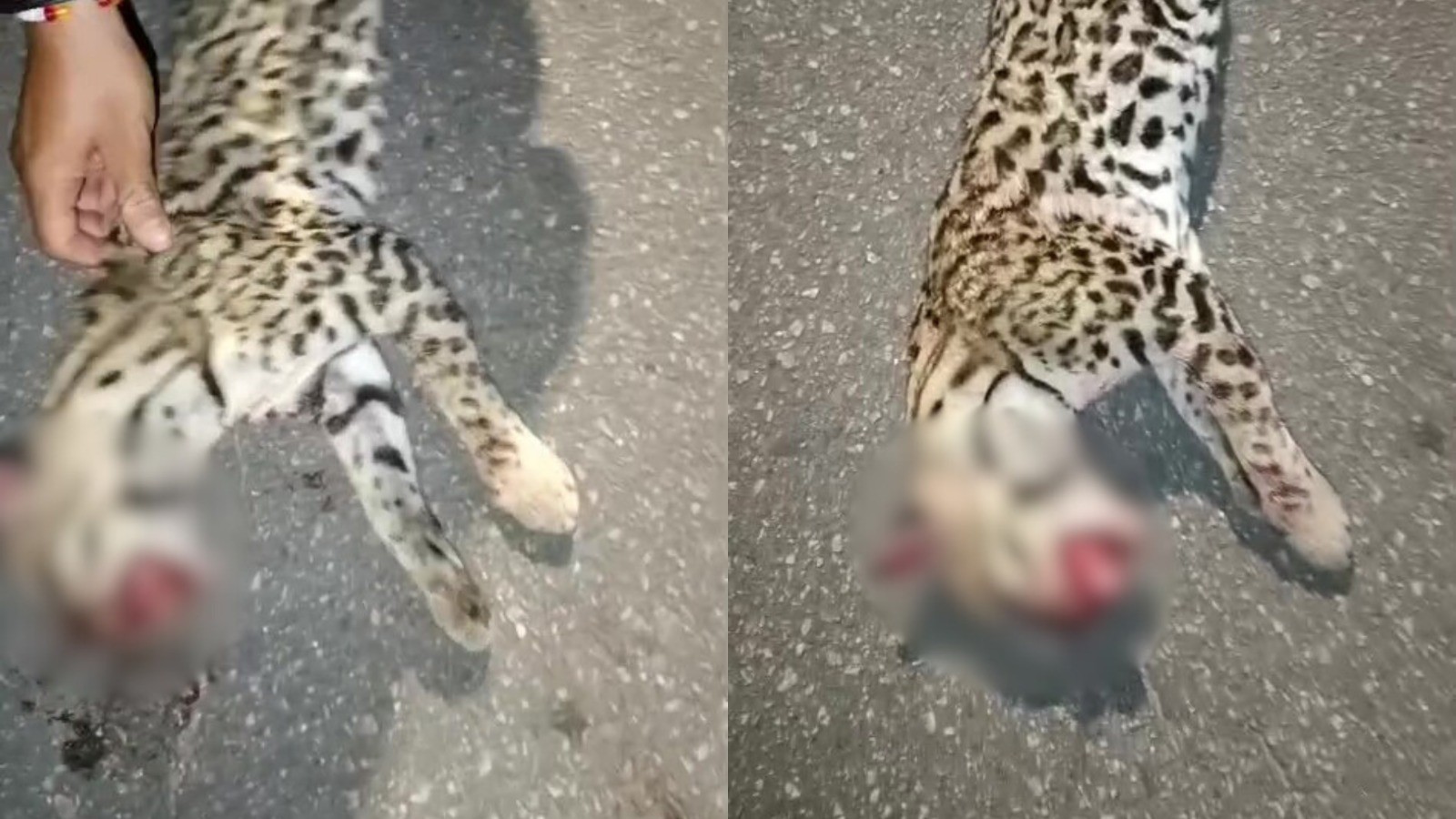 Jaguatirica é atropelada em rodovia estadual; vídeo mostra animal morto na pista