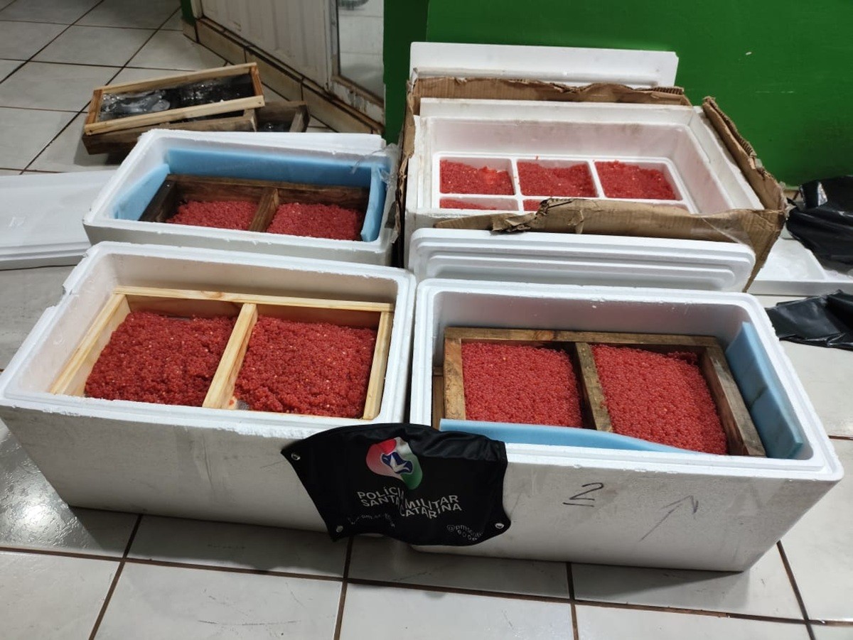 Mais de 32 kg de ovas de salmão contrabandeado são encontrados dentro de carro na SC-161