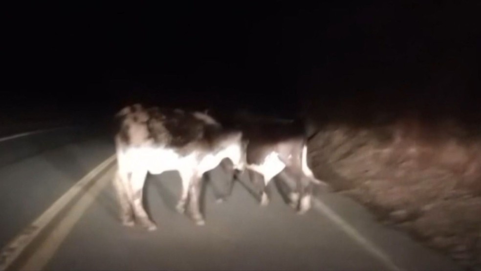 Dois motociclistas morrem ap&oacute;s colidirem com vacas soltas em duas rodovias no Esp&iacute;rito Santo &mdash; Foto: Reprodu&ccedil;&atilde;o/TV Gazeta