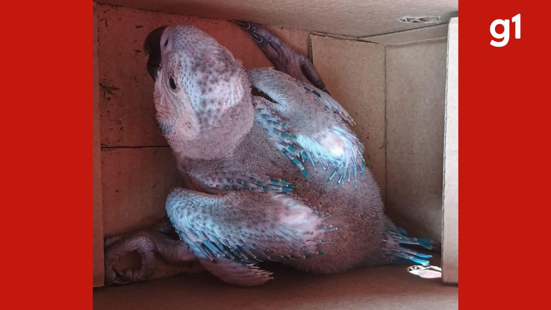 VÍDEO: Filhote de arara-canindé é resgatado após palmeira cair durante vendaval em MT