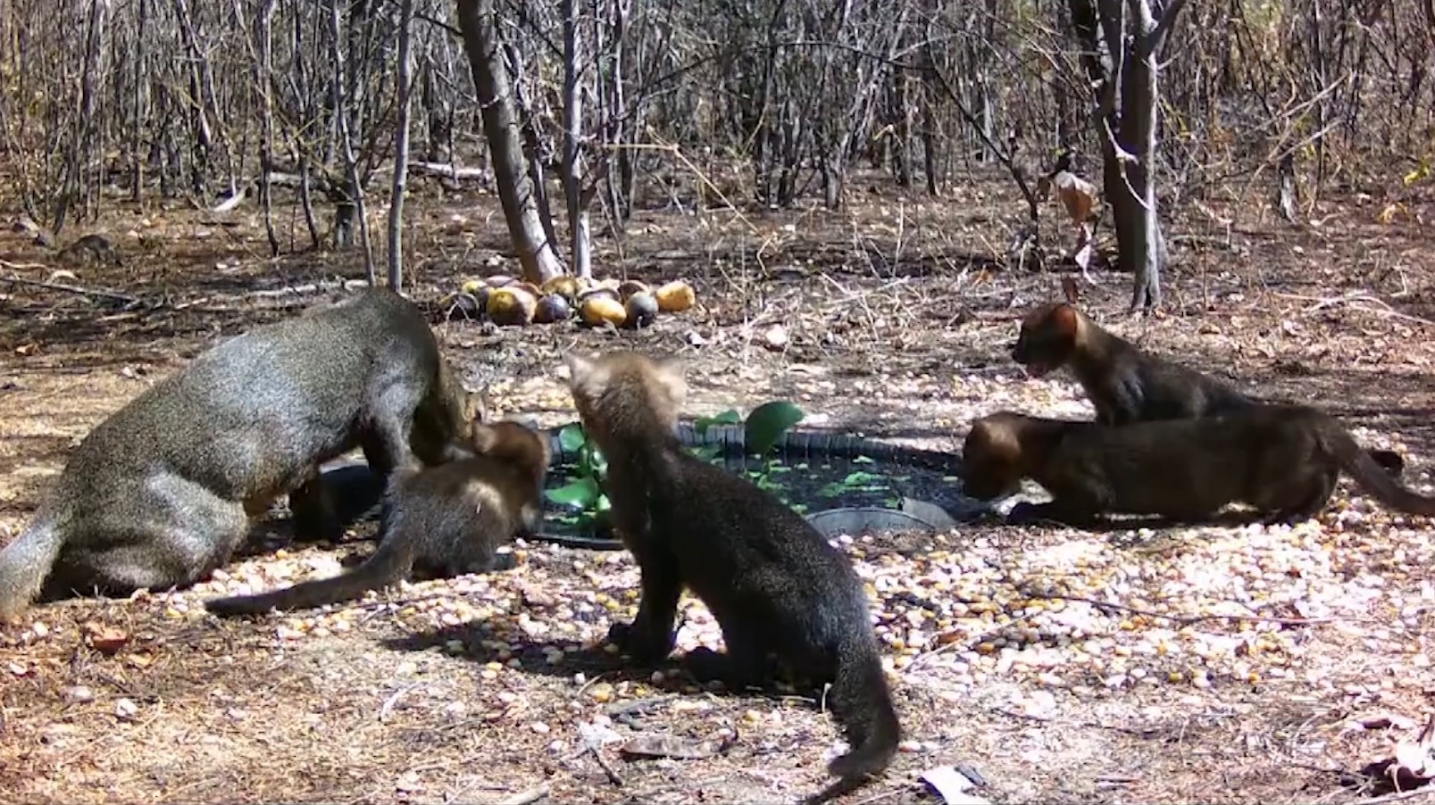 Não era onça: gato-mourisco cruza fazenda e surpreende moradora no interior do RJ