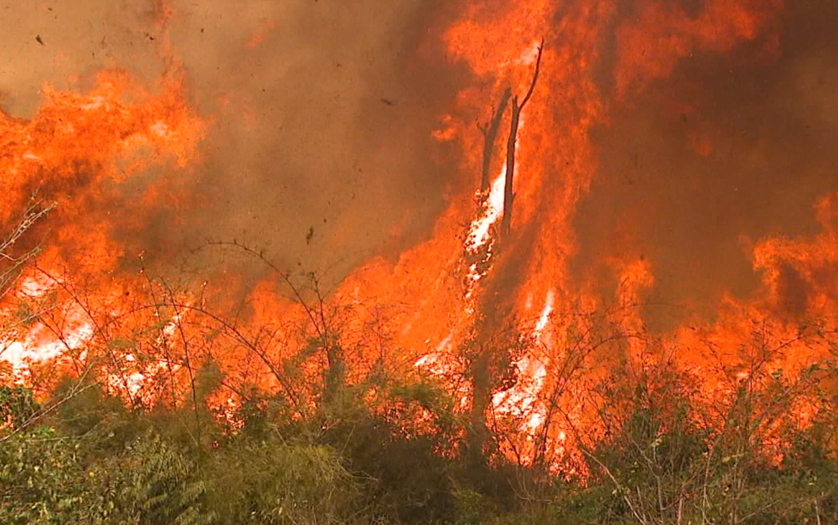 Como a ciência prova que quase todos incêndios em vegetações são causados por ação humana