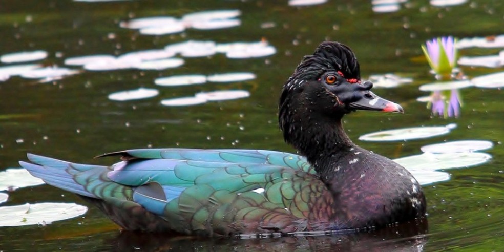 3 de 3
Pato-do-mato chega a ter entre 85 cm e 120 cm de envergadura &mdash; Foto: Zool&oacute;gico de Bras&iacute;lia/ Divulga&ccedil;&atilde;o