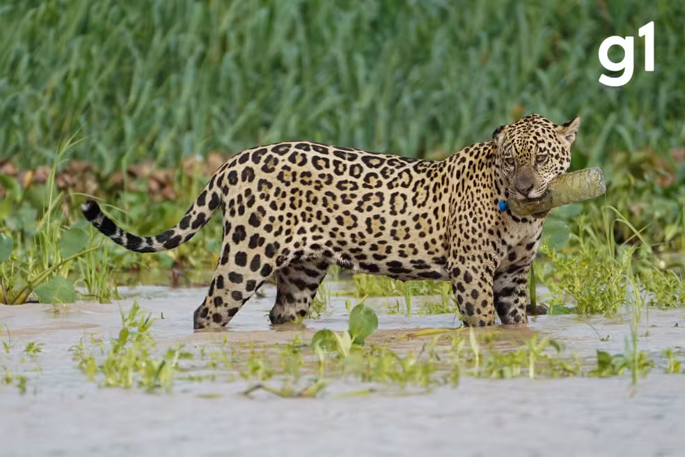Onça-pintada encontra garrafa plástica durante passeio por rio no Pantanal de MT. — Foto: Paul Raad