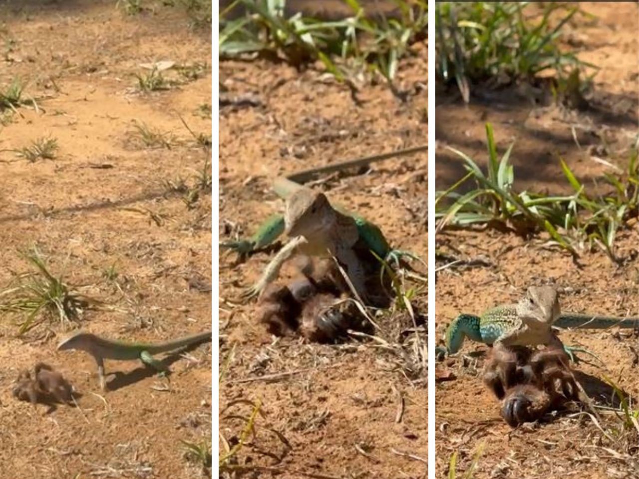 Fotógrafo flagra duelo raro entre lagarto e aranha gigante durante aventura na Amazônia