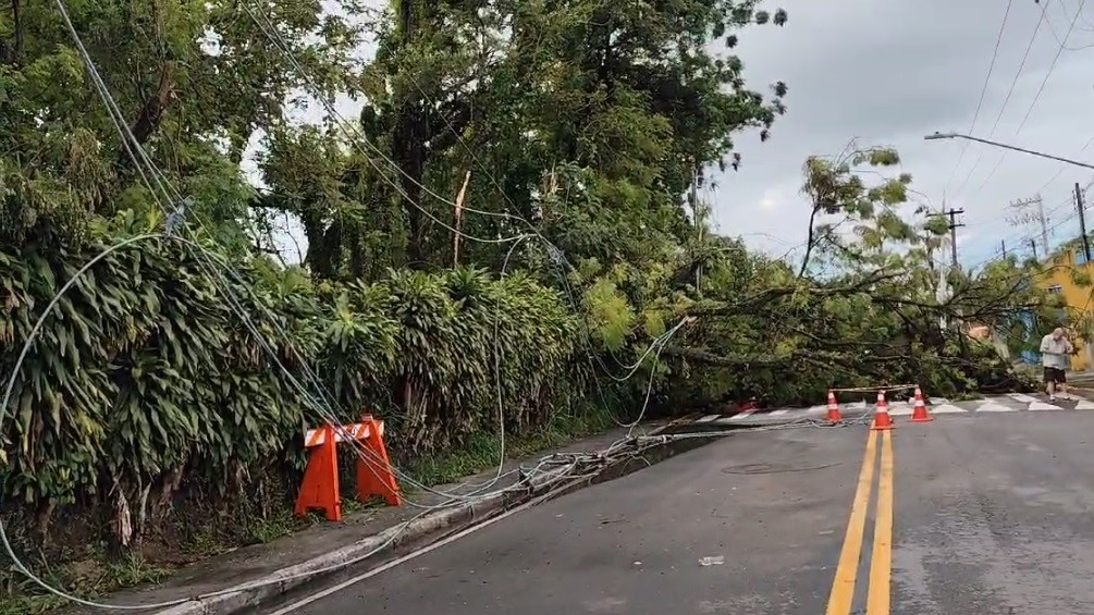 Chuva derruba árvores e causa estragos em bairros de Jacareí