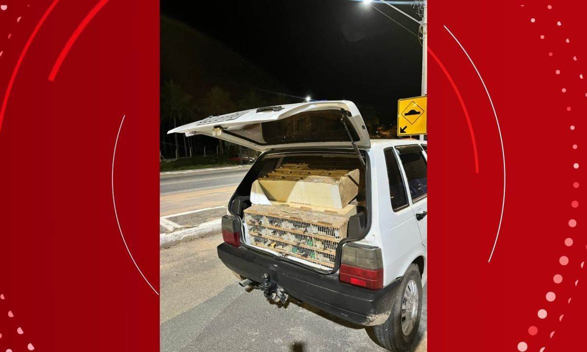 Mais de 580 aves silvestres são resgatadas em rodovia da Bahia