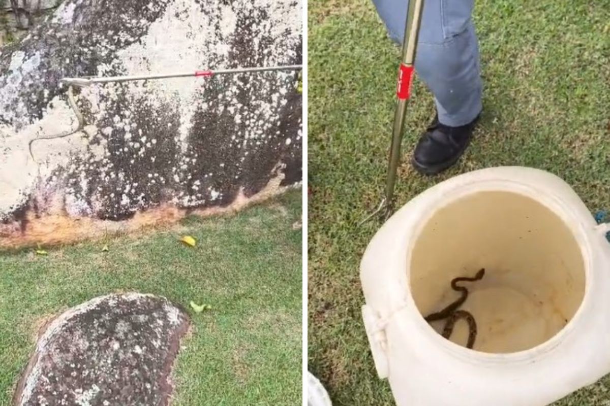 Cobra é capturada em quintal de casa em Ilhabela, no Litoral Norte de SP; veja vídeo