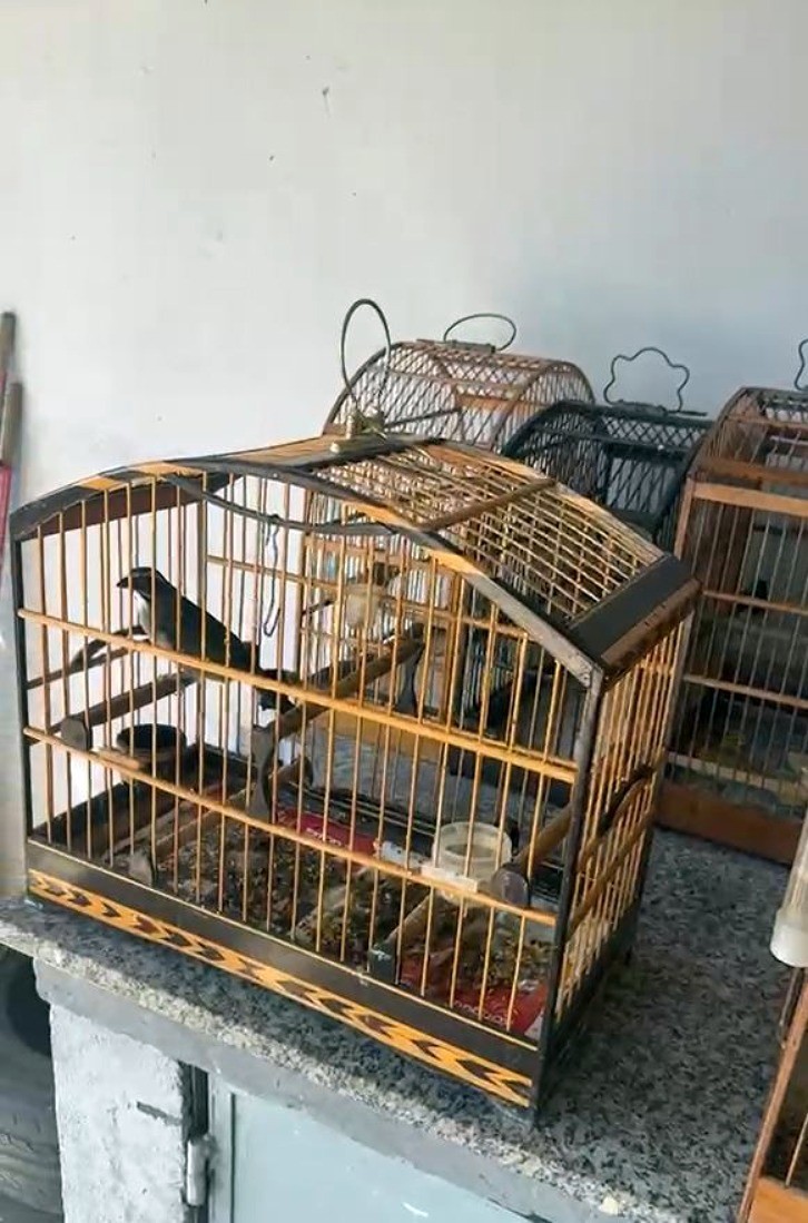 Cerca de 18 pássaros silvestres são apreendidos em Volta Redonda