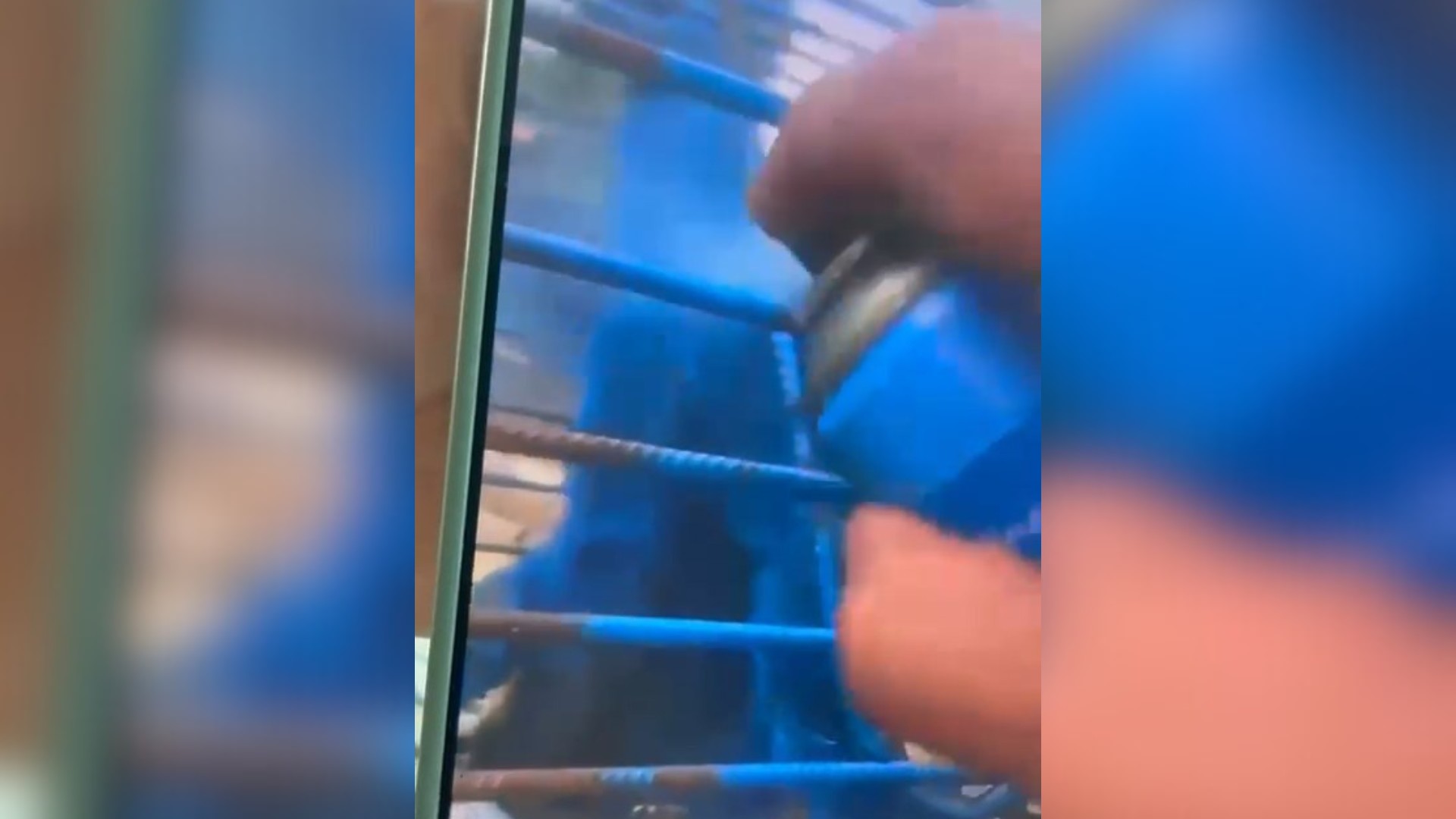 Homem pinta macaco de azul em MG e causa revolta
