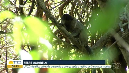 Combate à febre amarela é intensificado após registro de morte de macacos pela doença