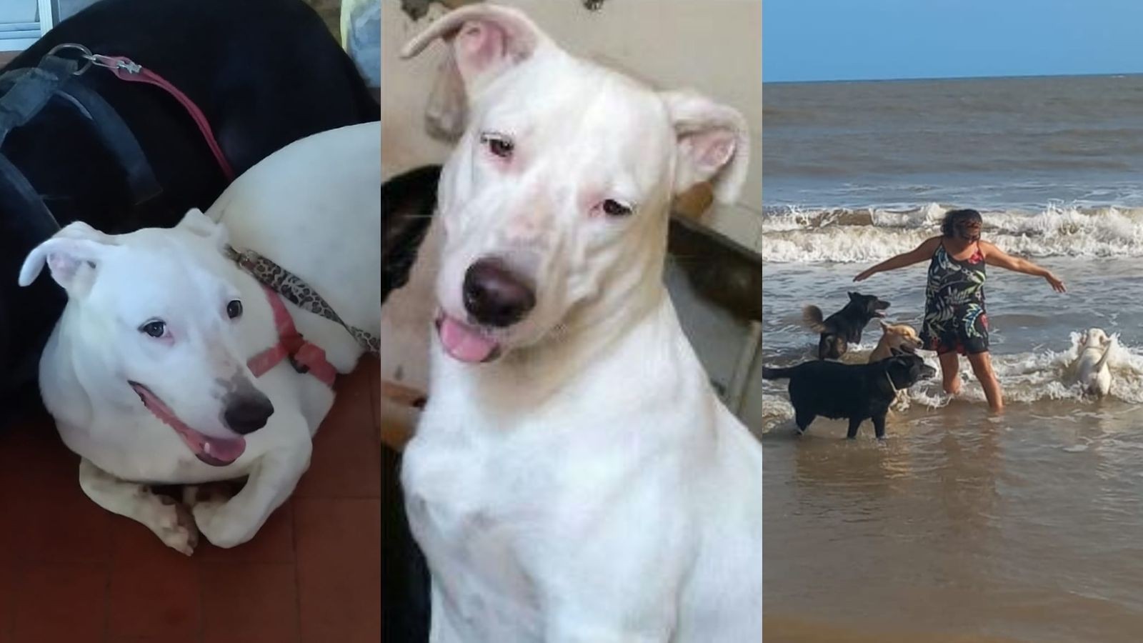Cachorro foge ao se assustar com fogos em jogo do Brasil e tutora faz apelo no PI: 'Ele é a minha vida'