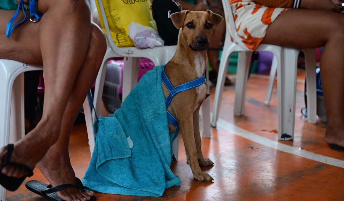 Castramóvel abre 500 vagas para castração de pets no bairro Educandos em Manaus