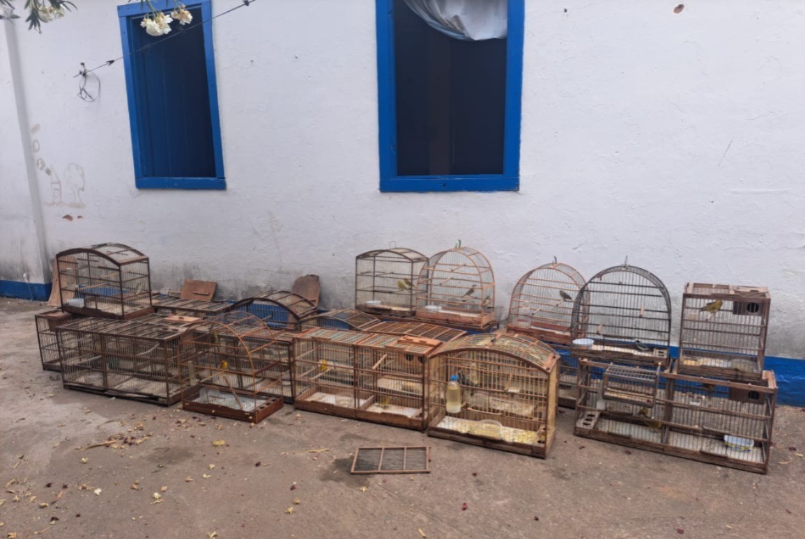 Homem é autuado em R$ 69 mil por criar 58 pássaros sem autorização ambiental em Salinas