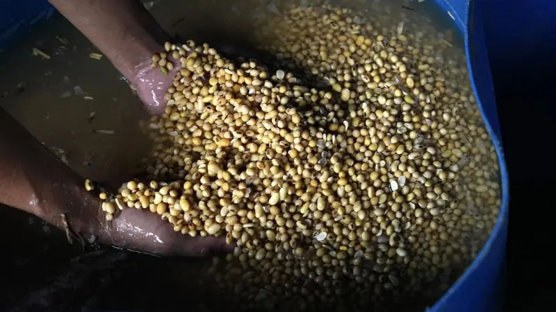 MP reforça pedido para condenar acusados de desviar R$ 12 milhões em soja de produtores do agro