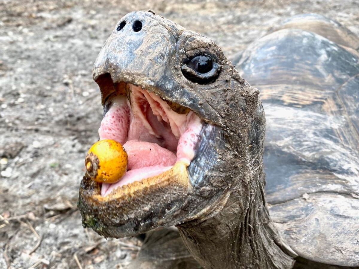 Redução de animais que dispersam sementes afeta meio ambiente: 'Fundamentais à biodiversidade', alerta pesquisador da Unesp