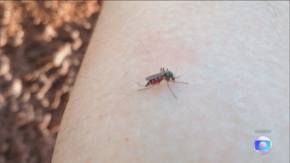 Mosquito Aedes aegypti transmite vírus que provocam dengue, zika e chikungunya — Foto: Reprodução/TV Globo