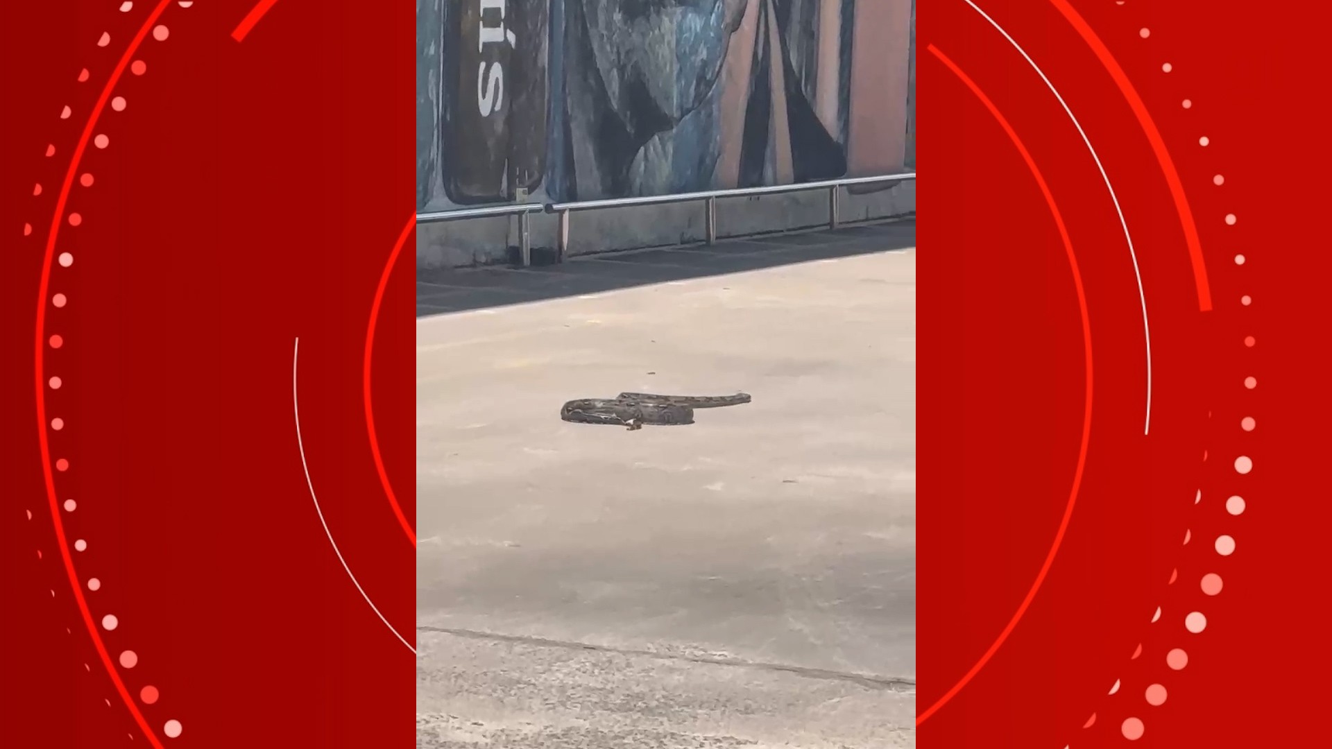 VÍDEO: Cobra é capturada após ser flagrada em estacionamento de supermercado em São Luís 