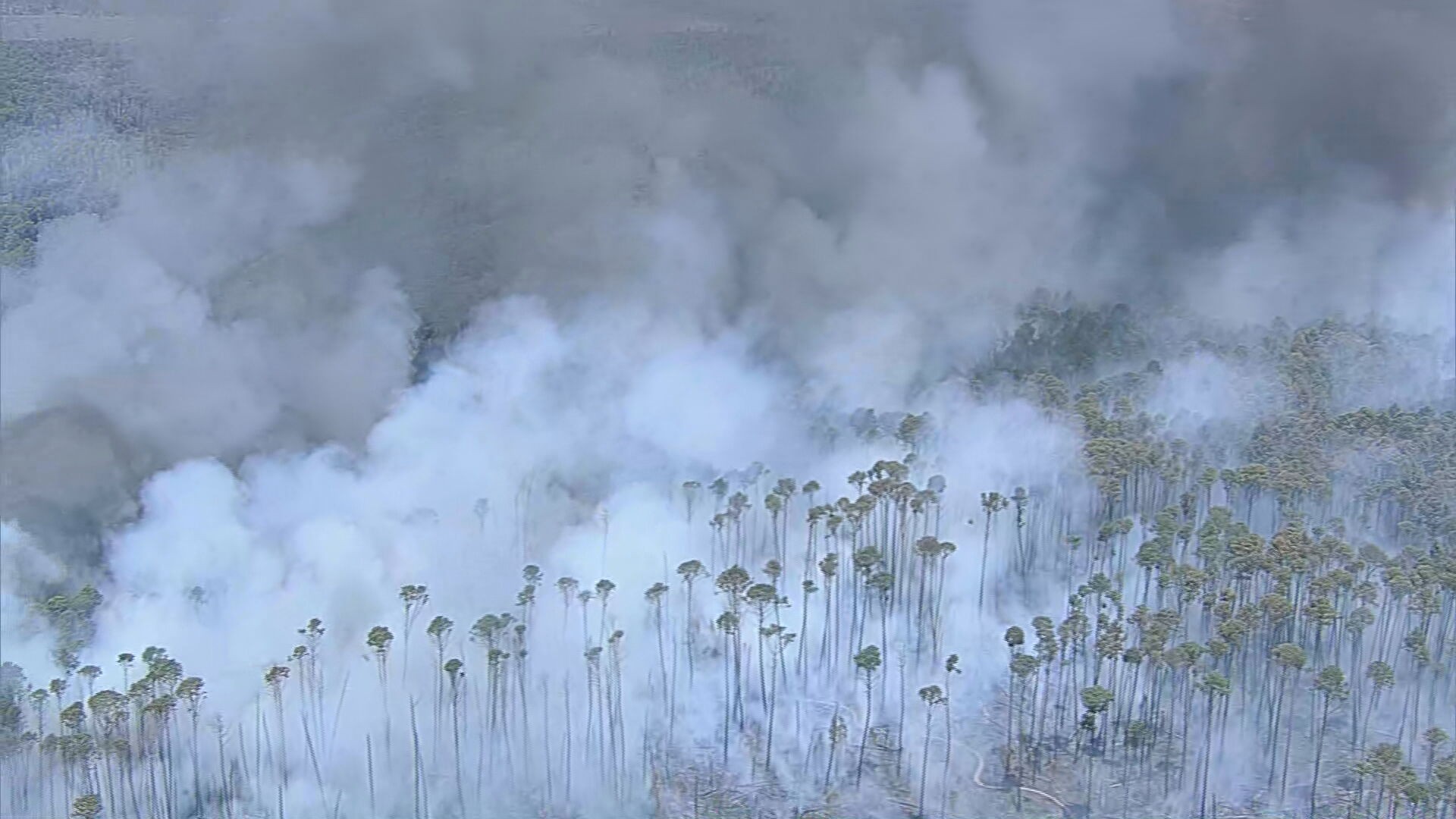 Incêndio na Floresta Nacional de Brasília nesta terça-feira