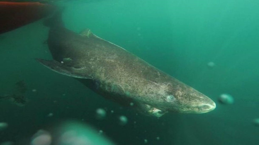 Tubarão-da-Groenlândia, espécie de animal mais antiga do mundo. — Foto: Julius Nielsen