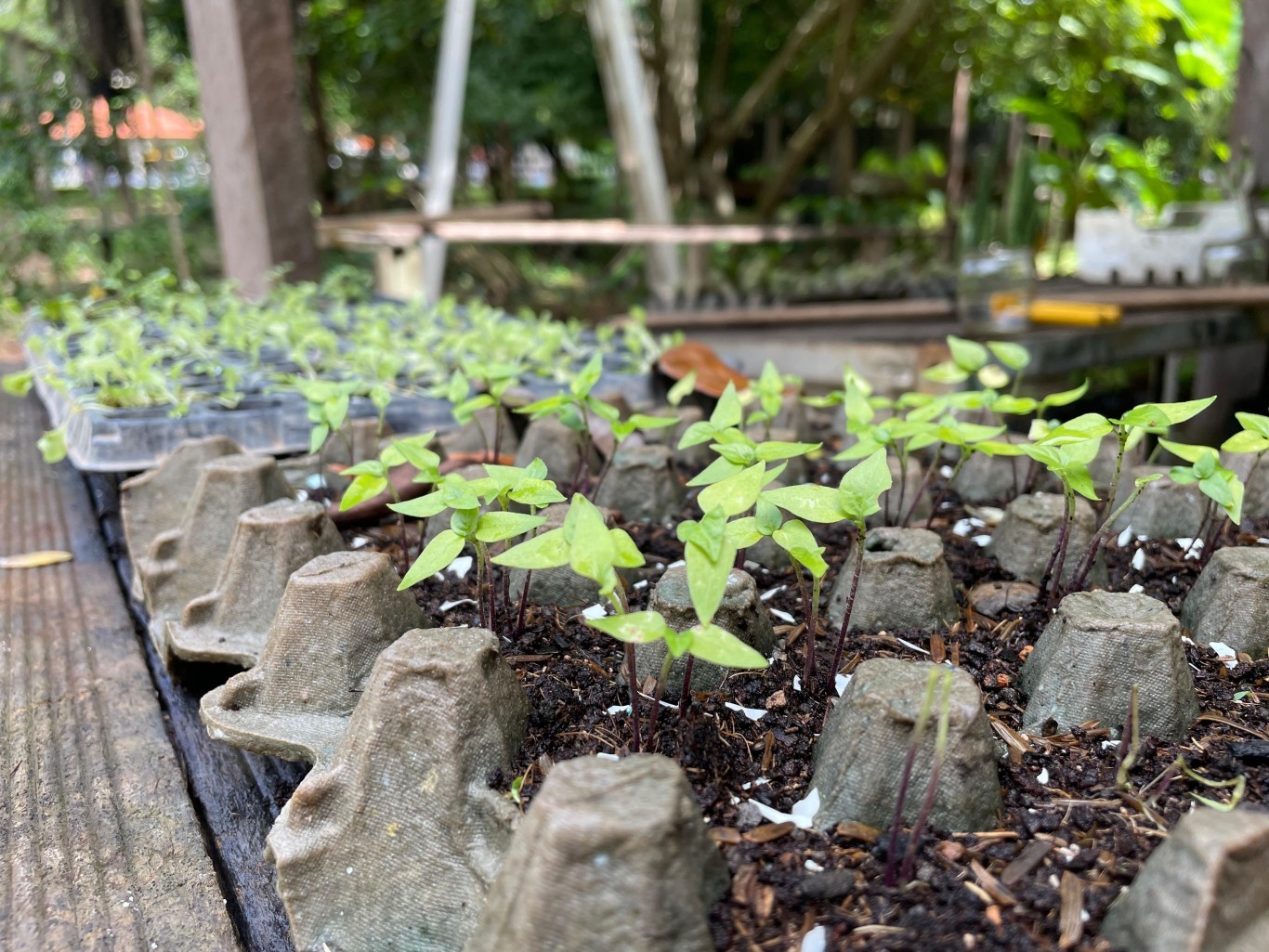 Saiba como o viveiro do Parque da Cidade contribui para arborização urbana e enfrentamento da crise climática em Santarém