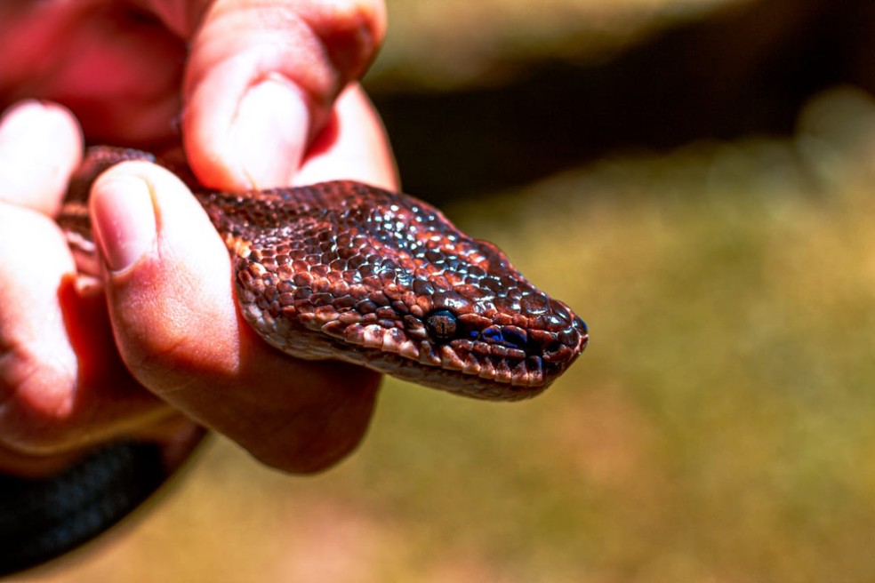 Cobra arco-íris: nova espécie de cobra é descoberta no Vietnã