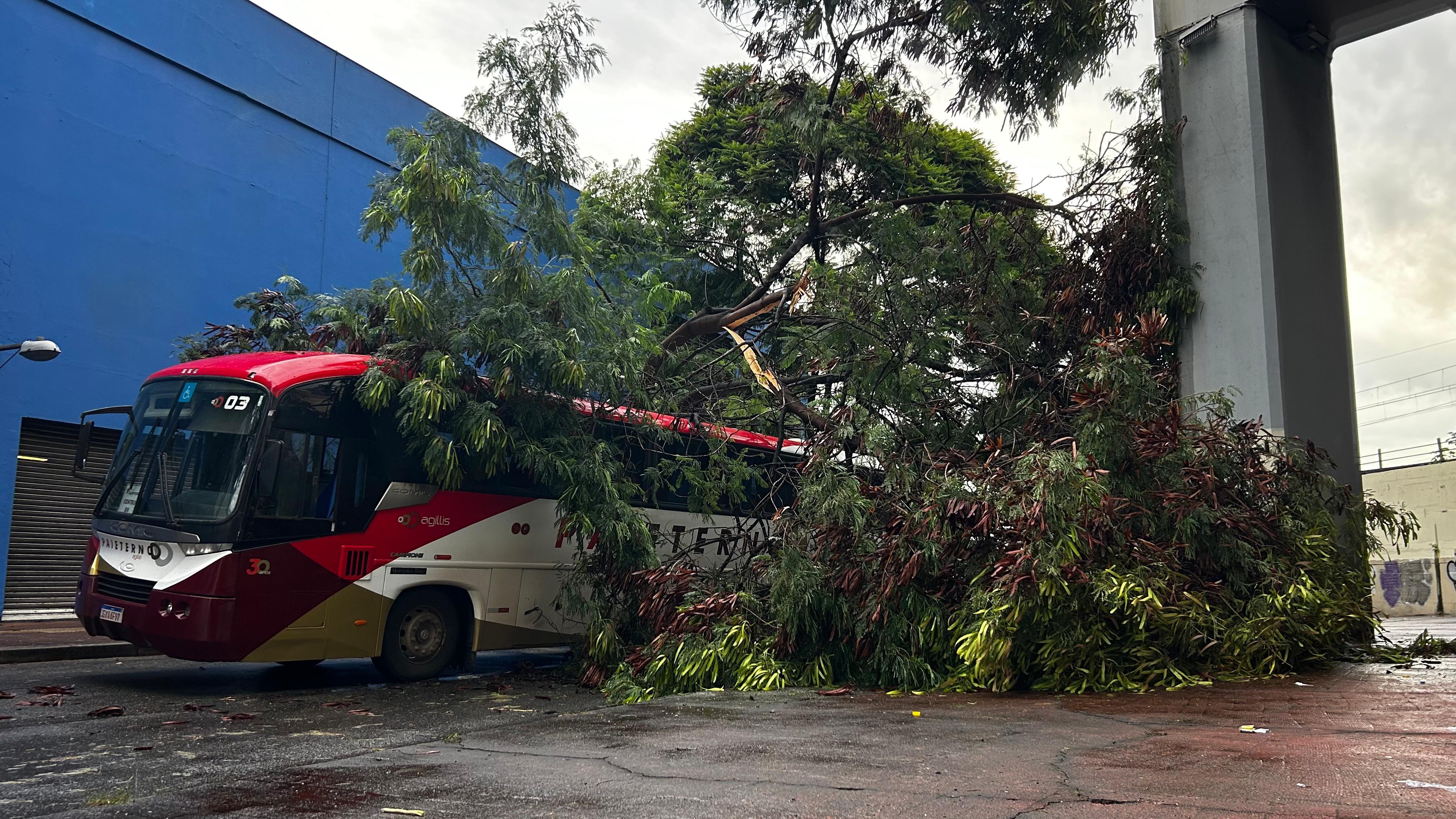 Árvore cai e atinge ônibus na Avenida Teresa Cristina em BH