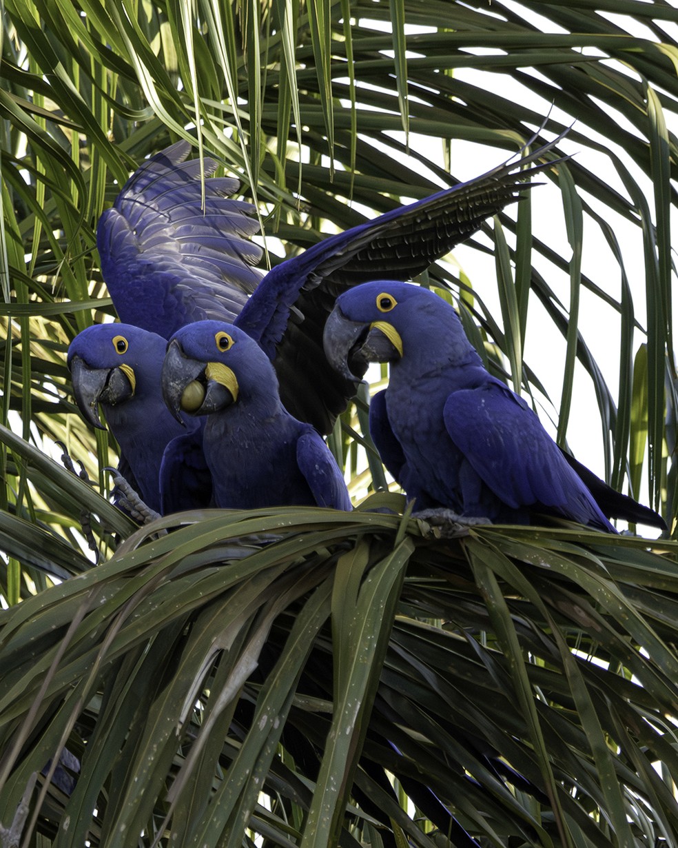Egon encontrou com a arara-azul-grande em uma viagem recente para o Pantanal — Foto: Egon Zakuska